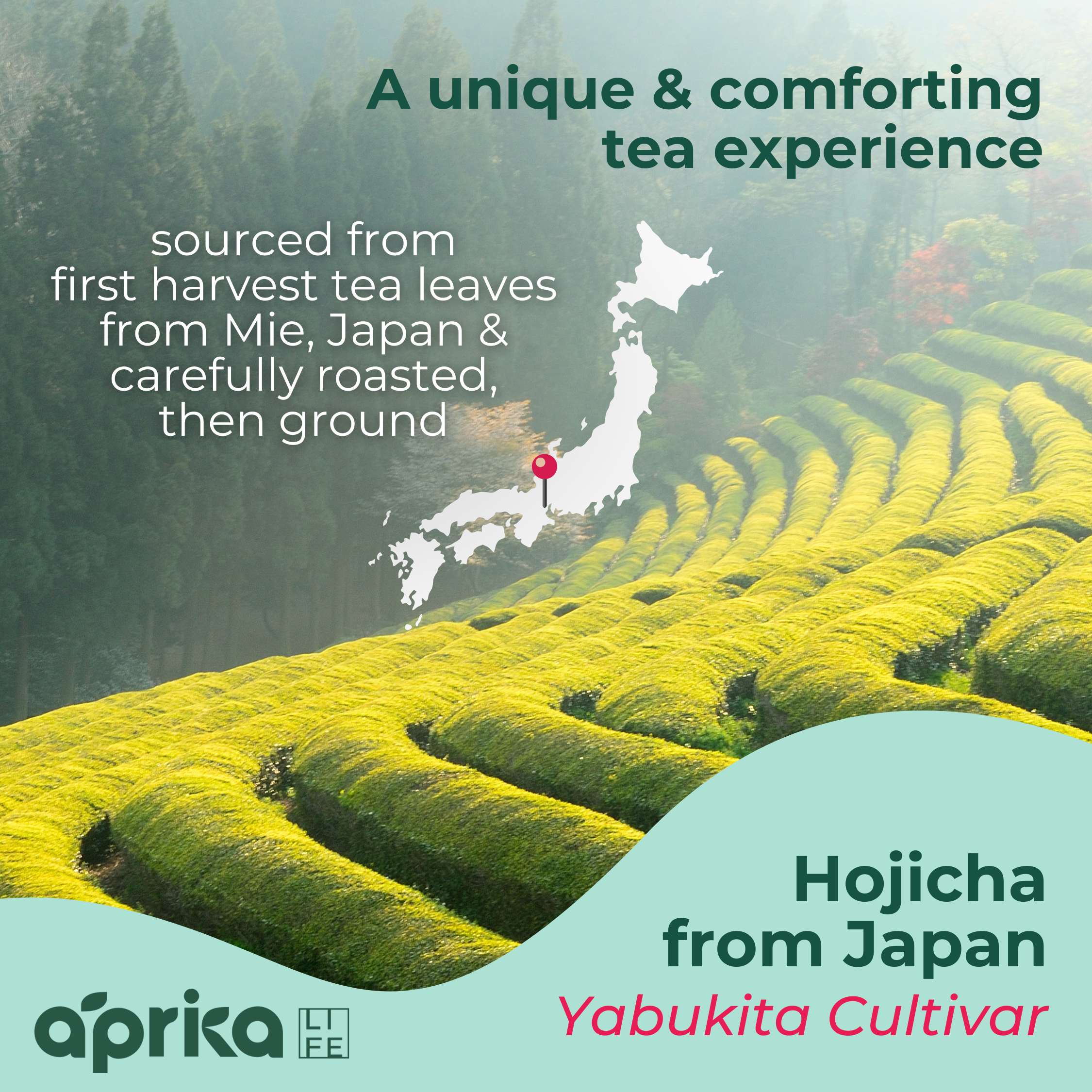 A lush green tea field in Japan with text about Hojicha Green Tea Powder, a delicately roasted Japanese green tea sourced from Mie, Japan.