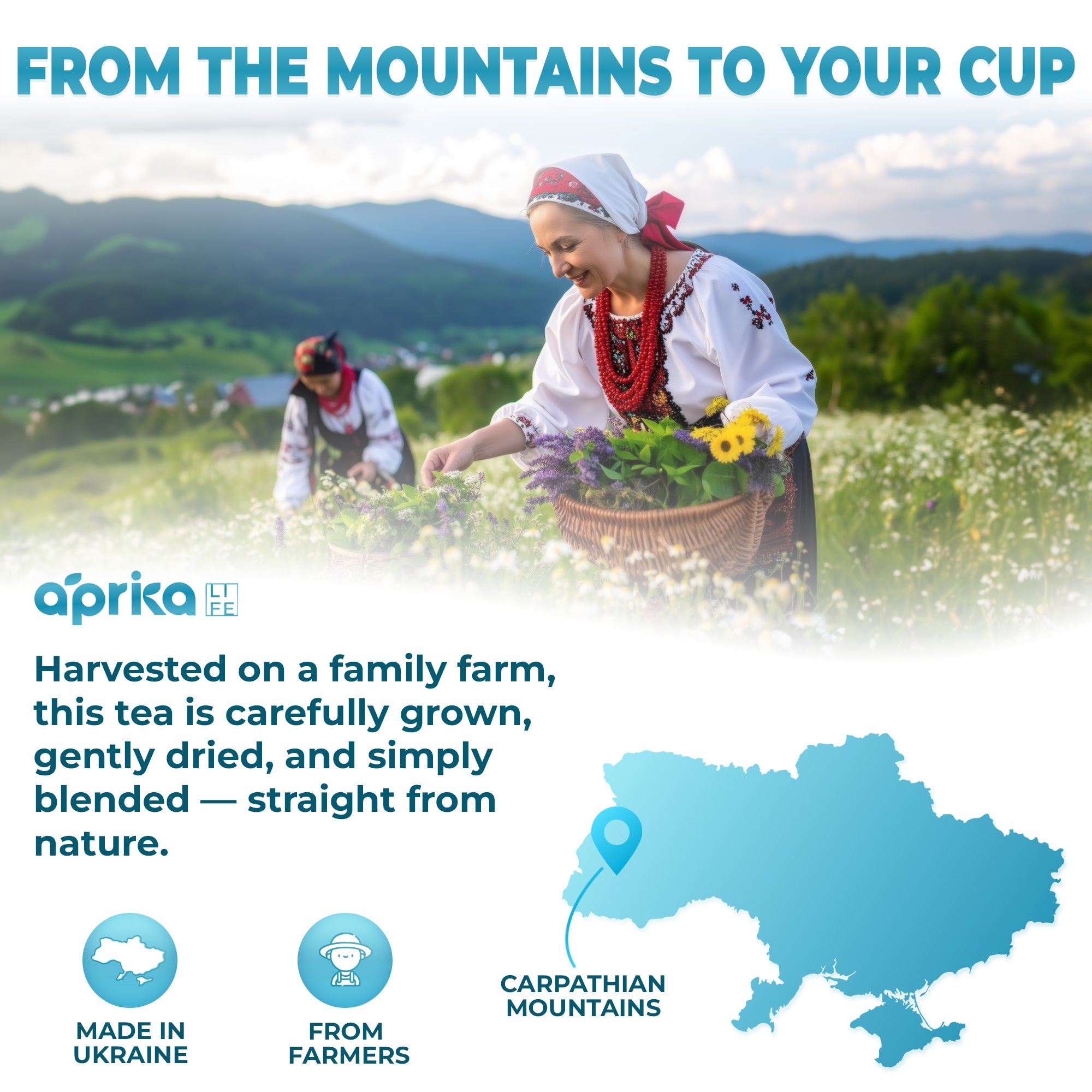 Two women in traditional dress pick herbs in a sunny mountain field—highlighting the origin of our Herbal Sleep Tea, 60 Bags, crafted from caffeine-free Carpathian botanicals; map shows Carpathian Mountains in Ukraine.