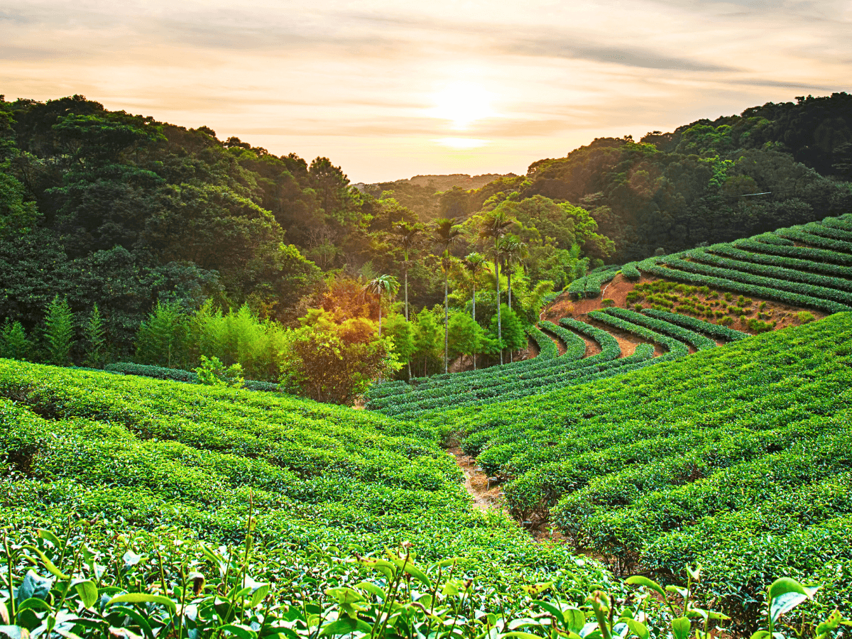 Green tea plantation on rolling hills with rows of bushes, surrounded by trees, at sunrise or sunset.