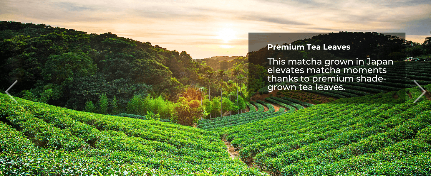 A lush green tea plantation in Japan at sunset with text about premium matcha tea leaves.