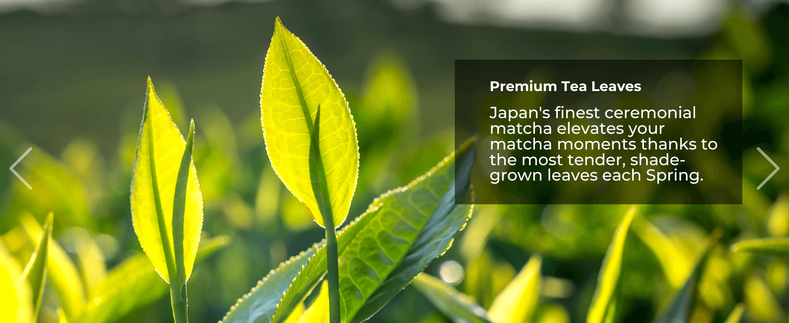 Close-up of fresh, green tea leaves with sunlight shining through, accompanied by text about premium matcha tea leaves.