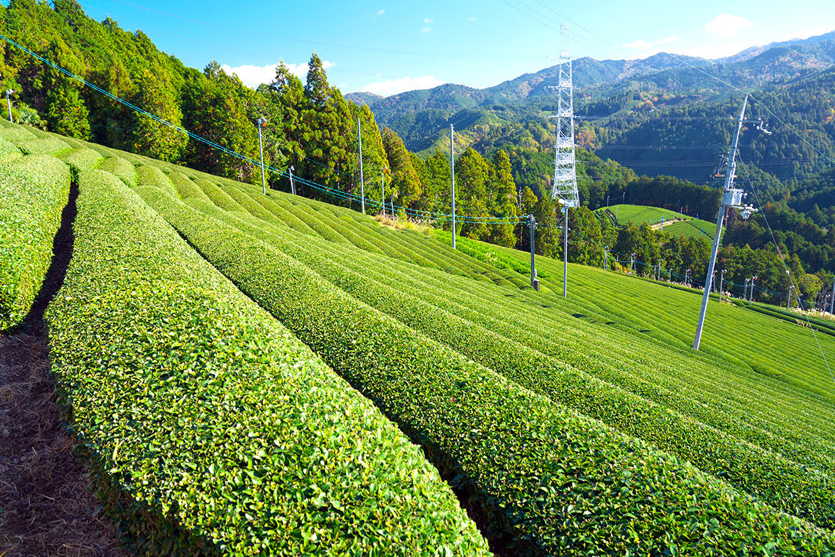 Neatly trimmed tea bushes on rolling hills with power lines and forested mountains in the background.