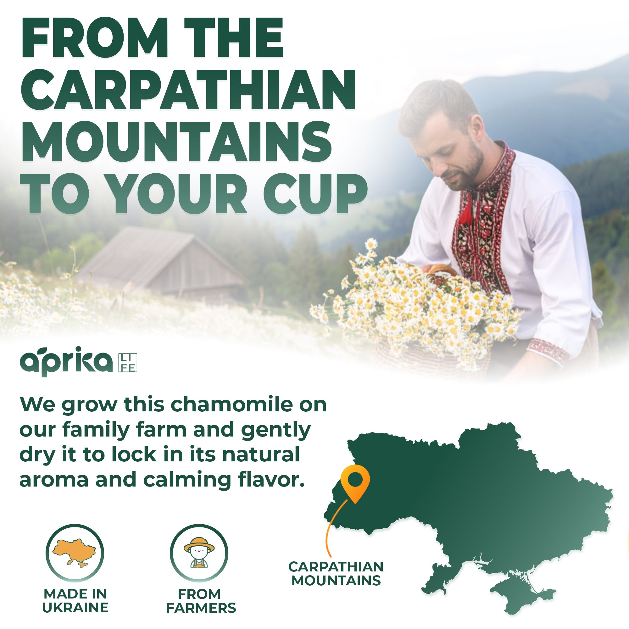 A man in traditional clothing gathers chamomile flowers in Ukraine’s Carpathian Mountains, the source of our 100% Pure Chamomile Herbal Tea, 60 Bags—valued for its calming, caffeine-free flavor. Map highlights this unique region.